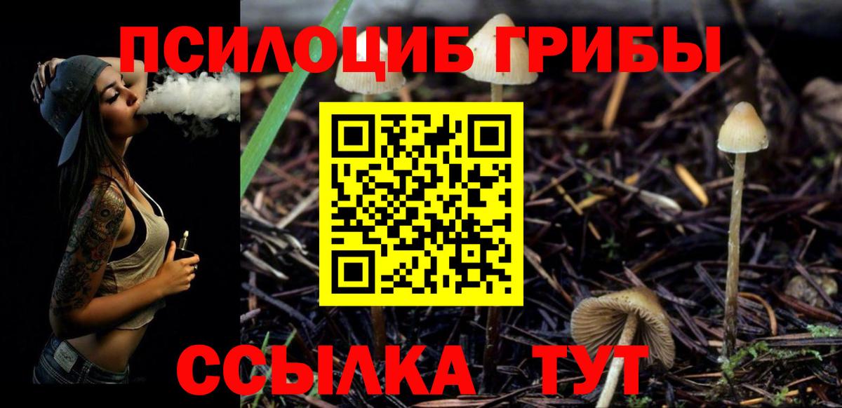 Галлюциногенные грибы Psilocybine cubensis Луга